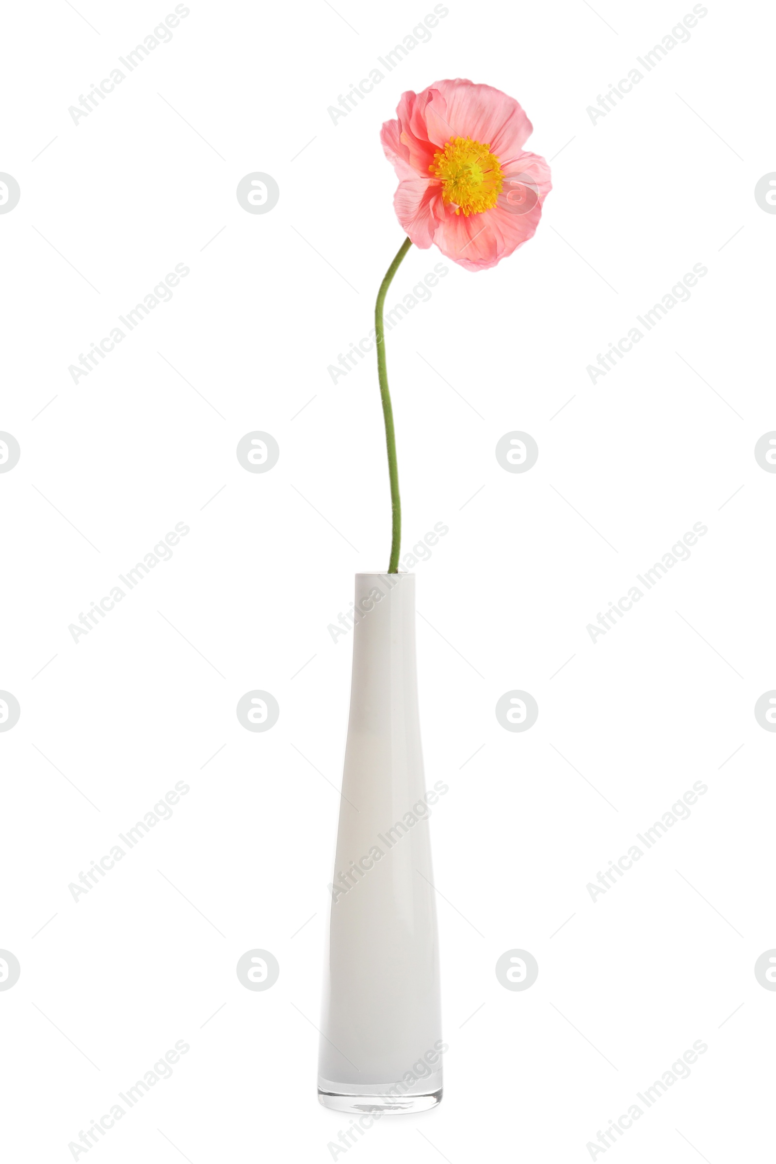 Photo of One beautiful poppy flower in vase isolated on white