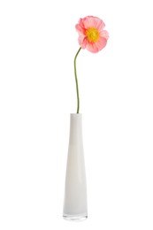 Photo of One beautiful poppy flower in vase isolated on white