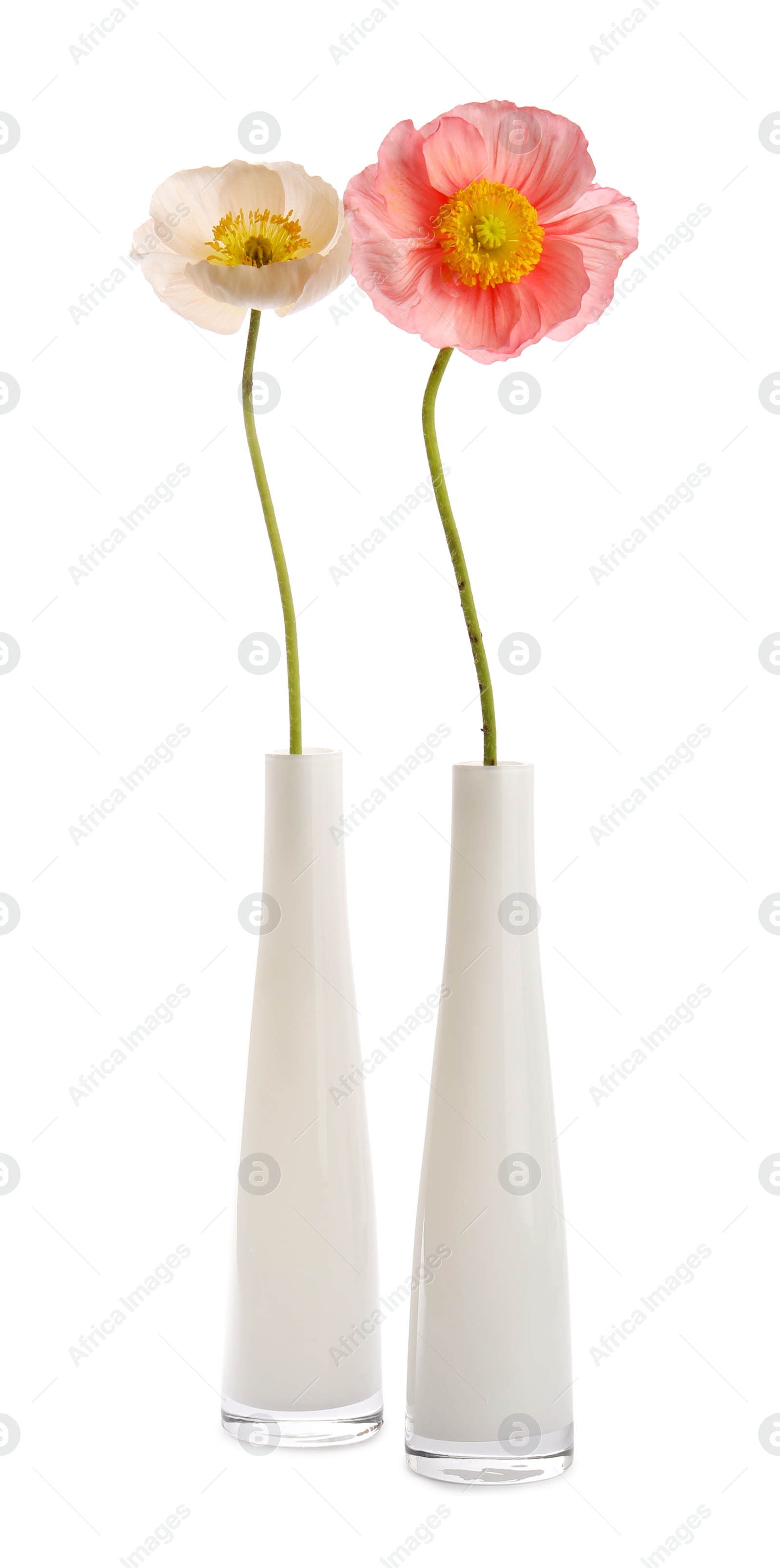 Photo of Beautiful poppy flowers in vases isolated on white