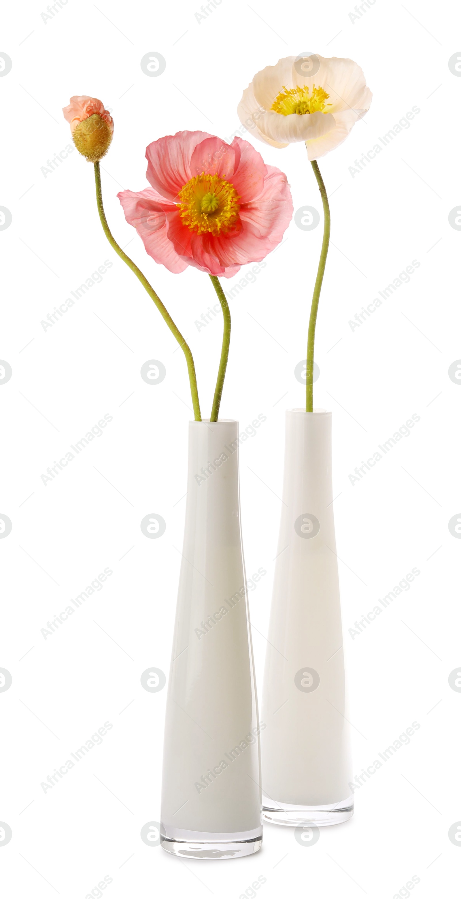 Photo of Beautiful poppy flowers in vases isolated on white