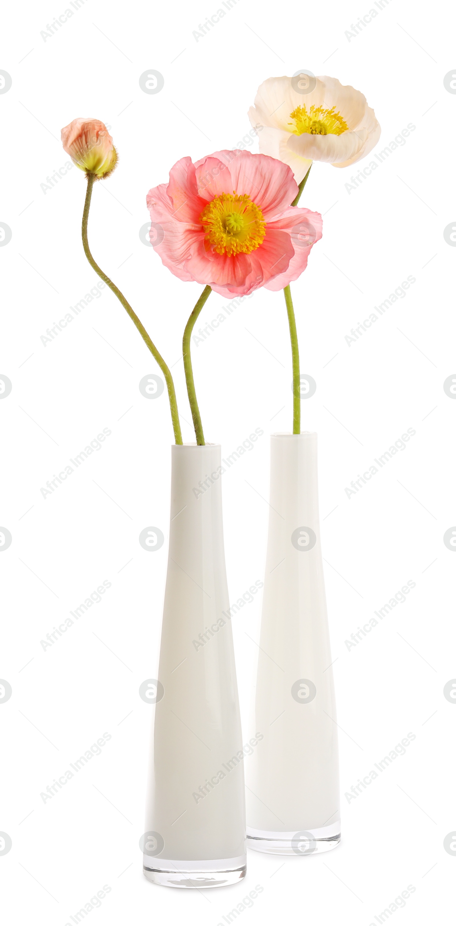 Photo of Beautiful poppy flowers in vases isolated on white