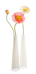 Photo of Beautiful poppy flowers in vases isolated on white
