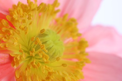 Photo of Beautiful poppy flower as background, macro view