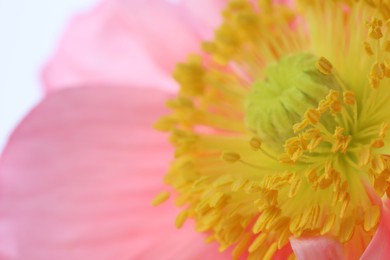 Photo of Beautiful poppy flower as background, macro view