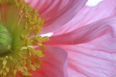 Photo of Beautiful poppy flower as background, macro view