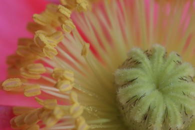 Photo of Beautiful poppy flower as background, macro view