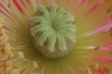 Photo of Beautiful poppy flower as background, macro view