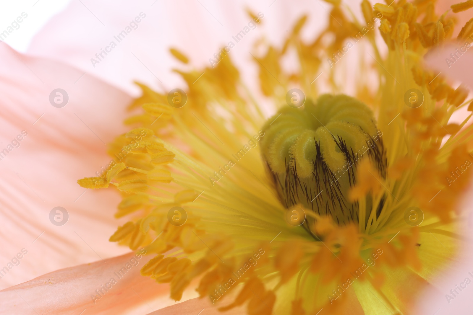 Beautiful poppy flower as background, macro view Photo of Beautiful poppy flower as background, macro view
