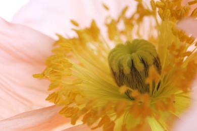 Photo of Beautiful poppy flower as background, macro view