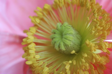 Photo of Beautiful poppy flower as background, macro view