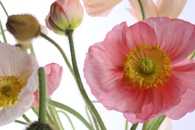 Photo of Beautiful poppy flowers with green stems on white background, closeup