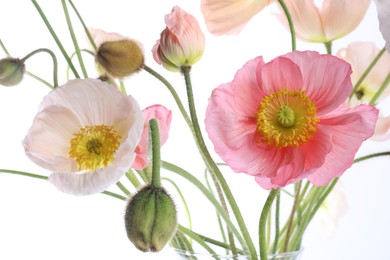 Photo of Beautiful poppy flowers with green stems on white background, closeup