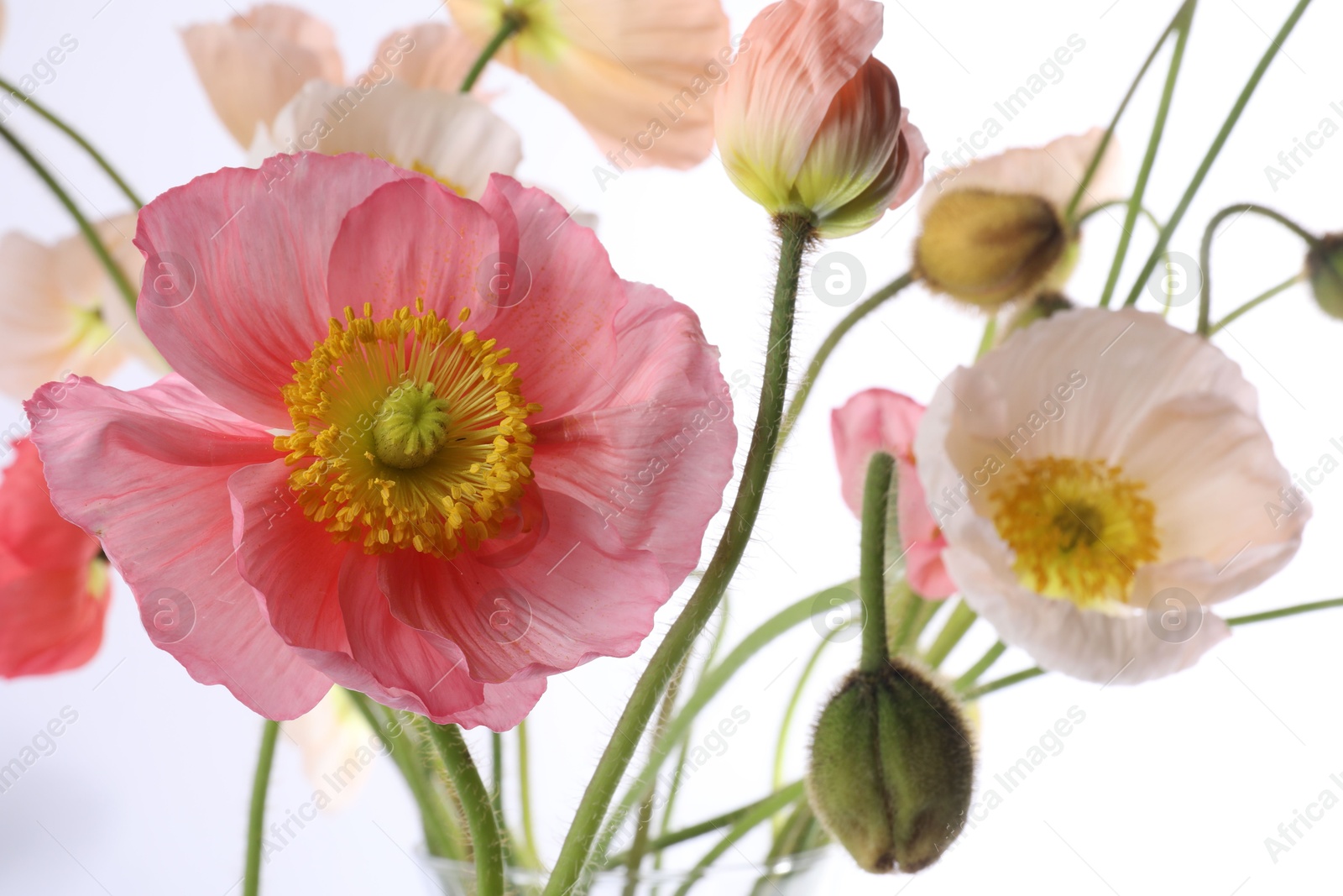 Beautiful poppy flowers with green stems on white background, closeup Photo of Beautiful poppy flowers with green stems on white background, closeup