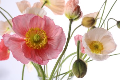 Photo of Beautiful poppy flowers with green stems on white background, closeup