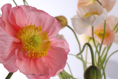 Photo of Beautiful poppy flowers with green stems on white background, closeup