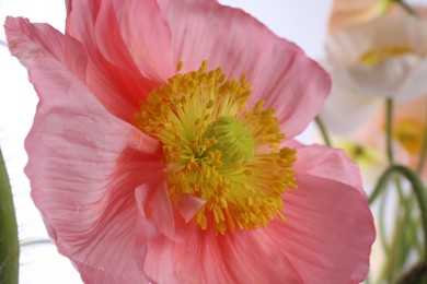 Photo of Beautiful poppy flower on white background, closeup