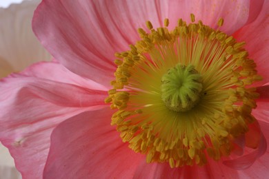 Photo of Beautiful poppy flower as background, closeup view