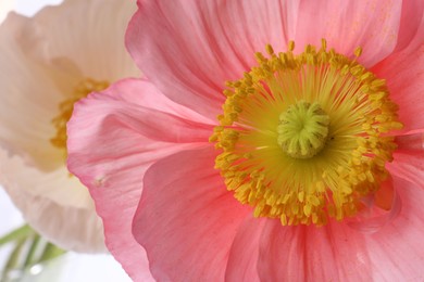 Photo of Beautiful poppy flower on white background, closeup