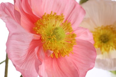 Photo of Beautiful poppy flower on white background, closeup