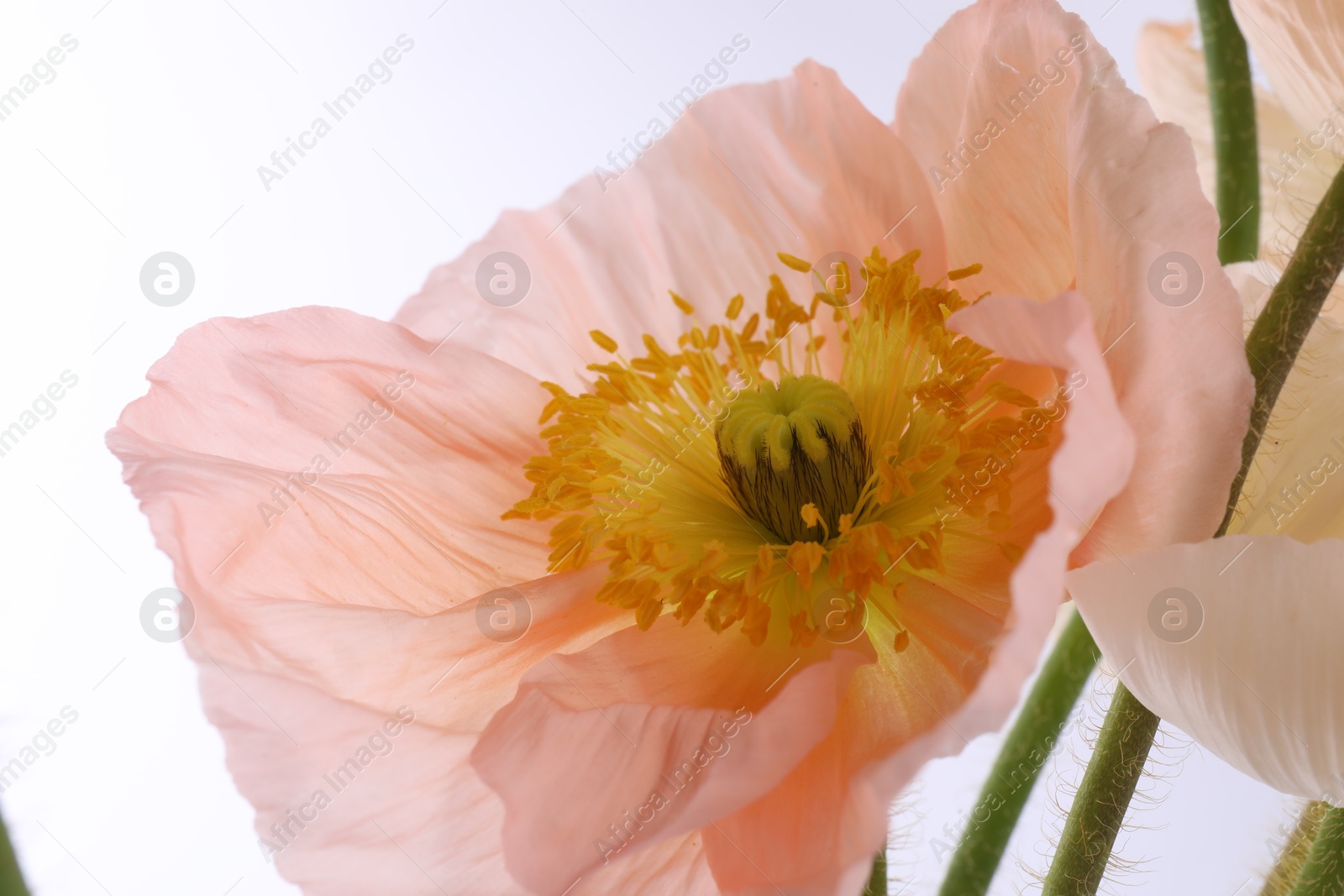 Photo of Beautiful poppy flower on white background, closeup
