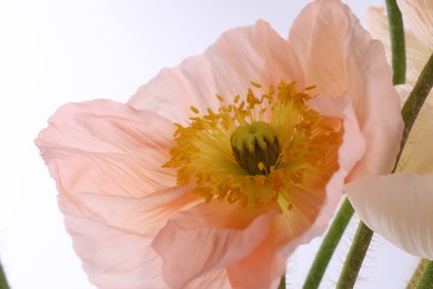 Photo of Beautiful poppy flower on white background, closeup