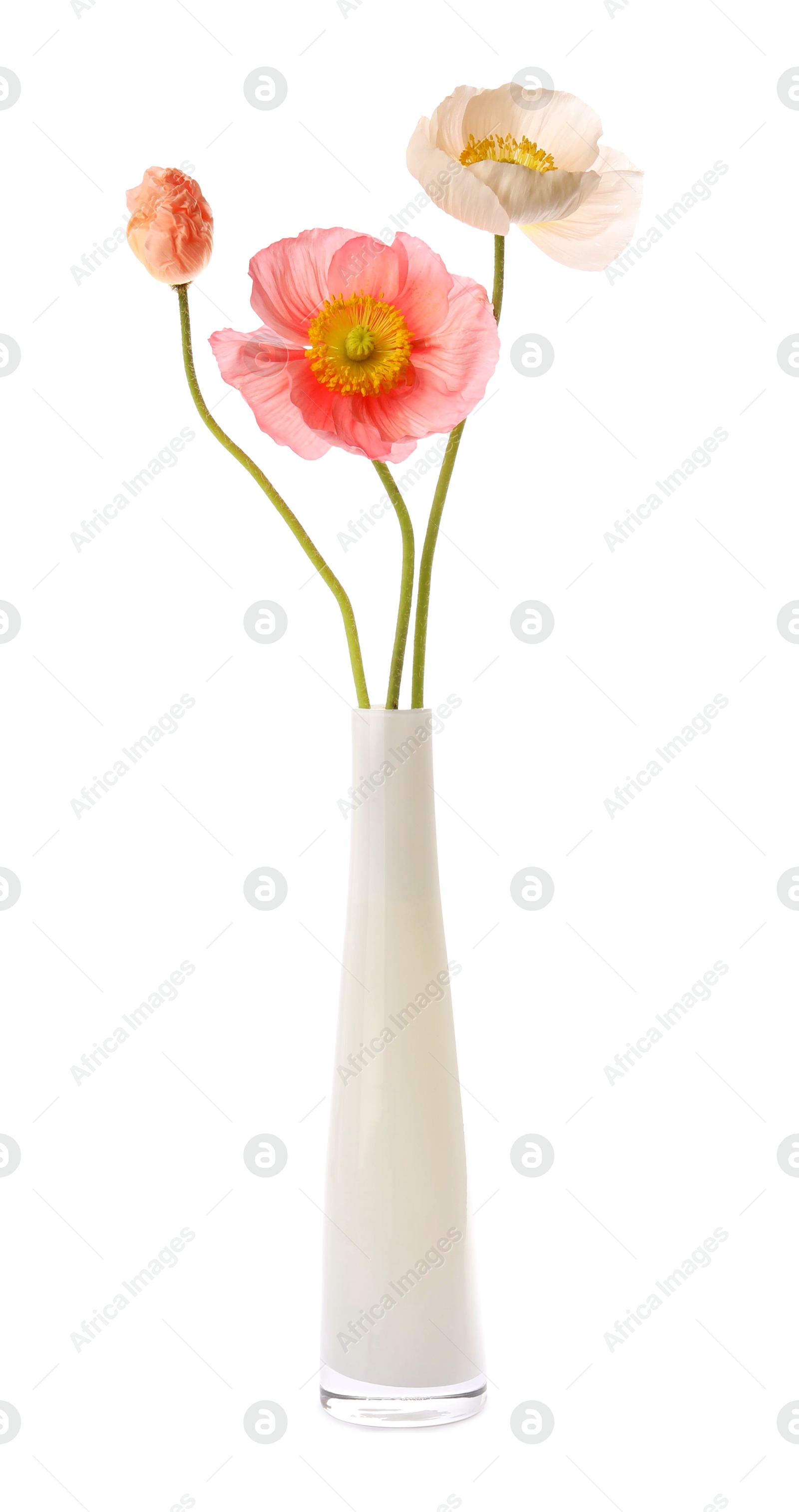 Beautiful poppy flowers in vase isolated on white Photo of Beautiful poppy flowers in vase isolated on white