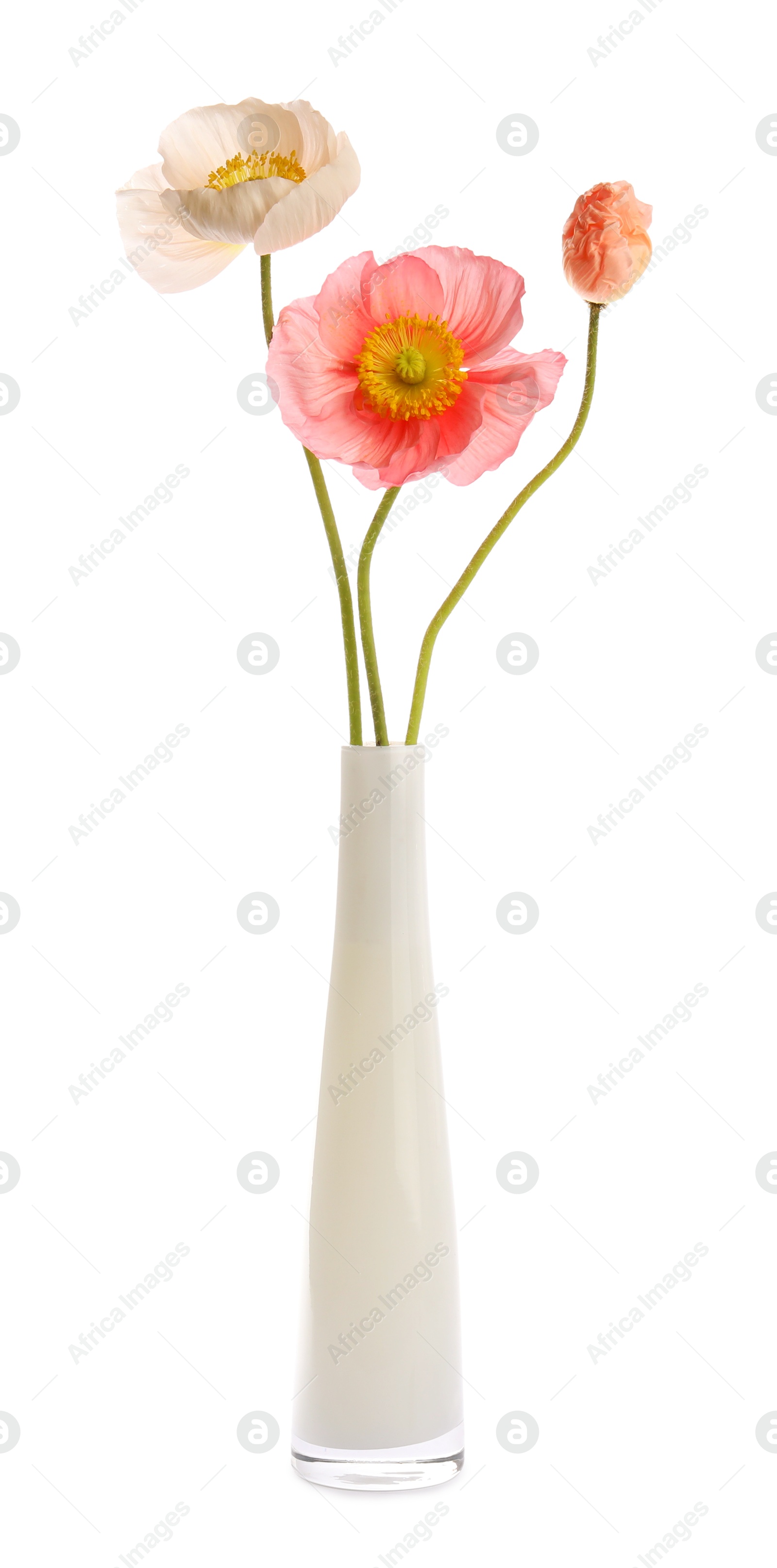 Photo of Beautiful poppy flowers in vase isolated on white