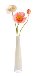Photo of Beautiful poppy flowers in vase isolated on white