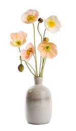 Photo of Beautiful poppy flowers in vase isolated on white