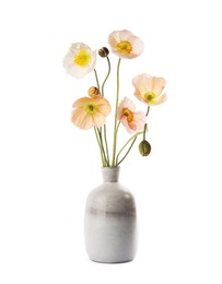 Photo of Beautiful poppy flowers in vase isolated on white