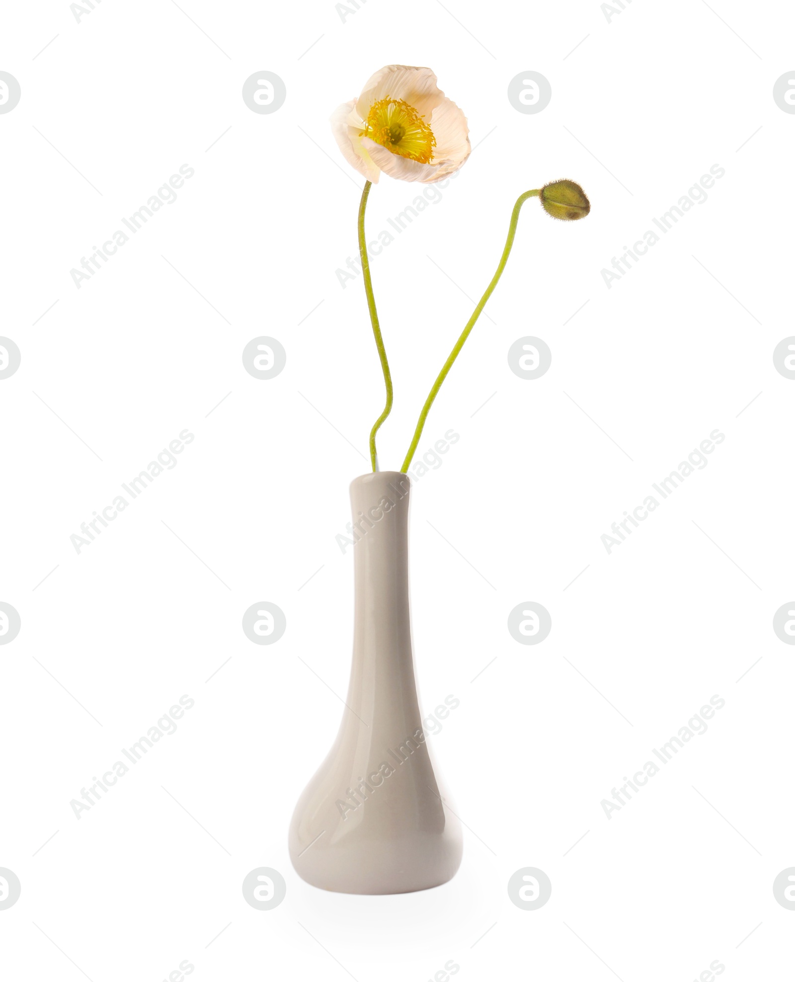 Photo of Beautiful poppy flowers in vase isolated on white
