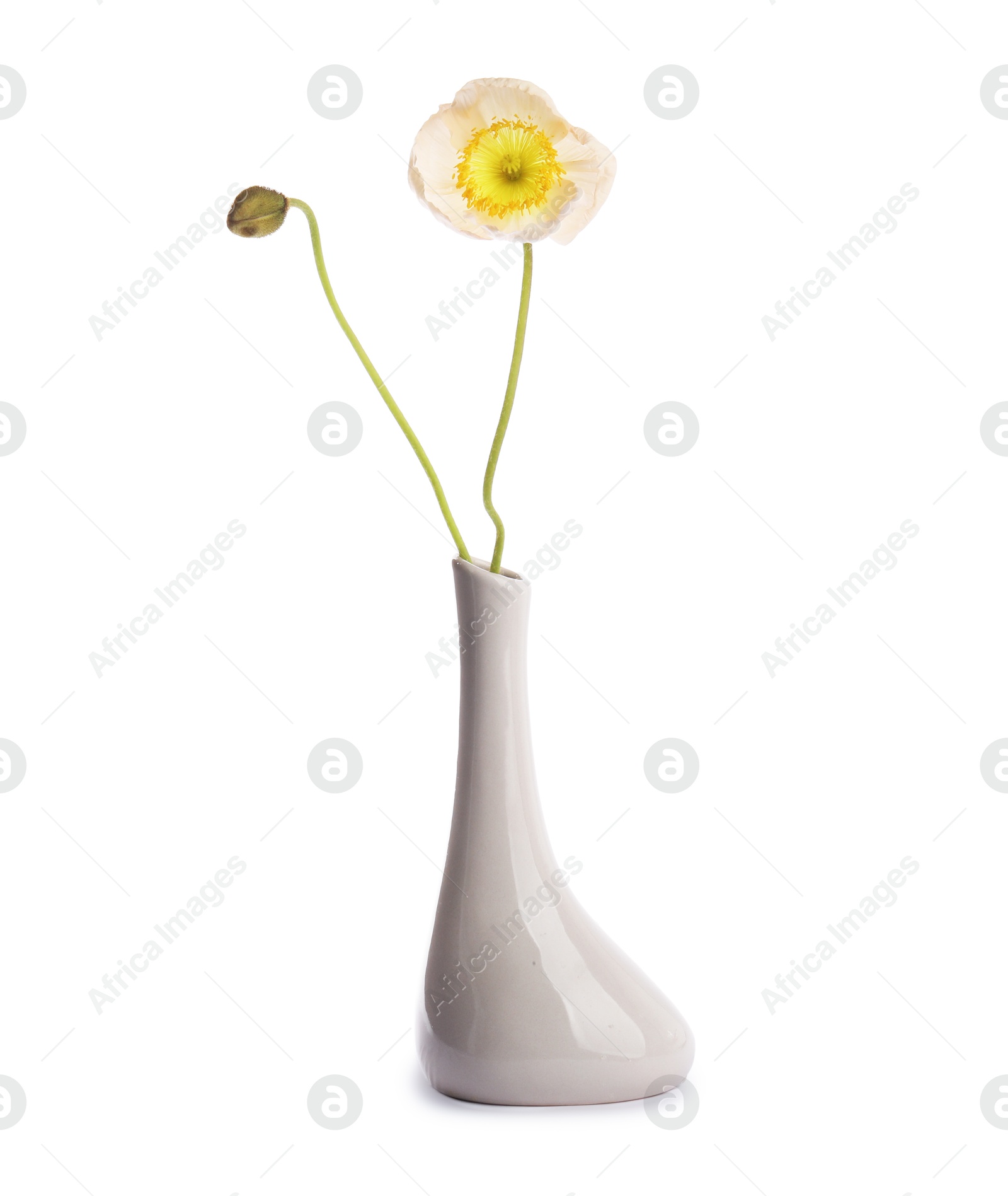 Beautiful poppy flowers in vase isolated on white Photo of Beautiful poppy flowers in vase isolated on white