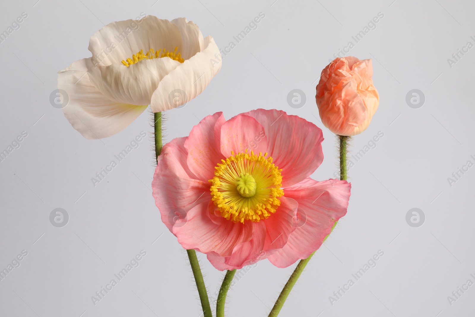 Beautiful poppy flowers on light grey background Photo of Beautiful poppy flowers on light grey background