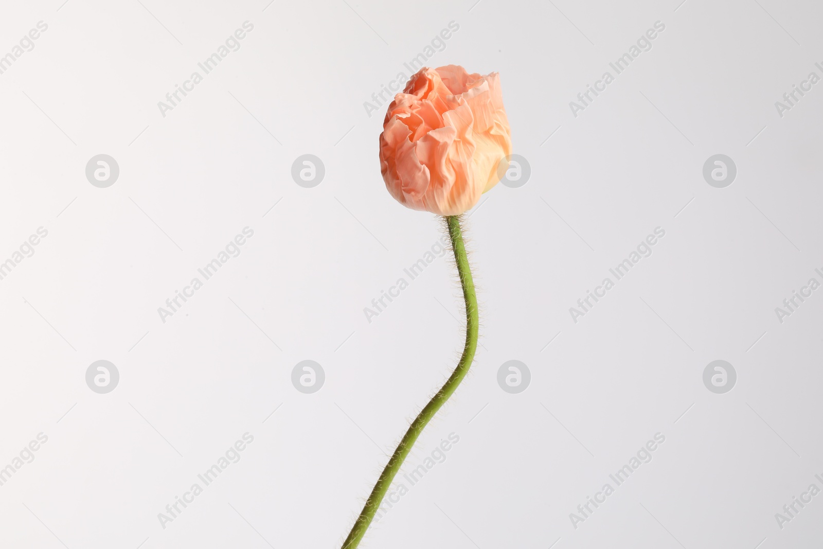 Photo of One beautiful poppy flower on light grey background