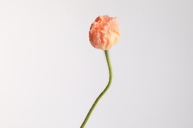 Photo of One beautiful poppy flower on light grey background