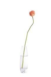Photo of One beautiful poppy flower in vase isolated on white
