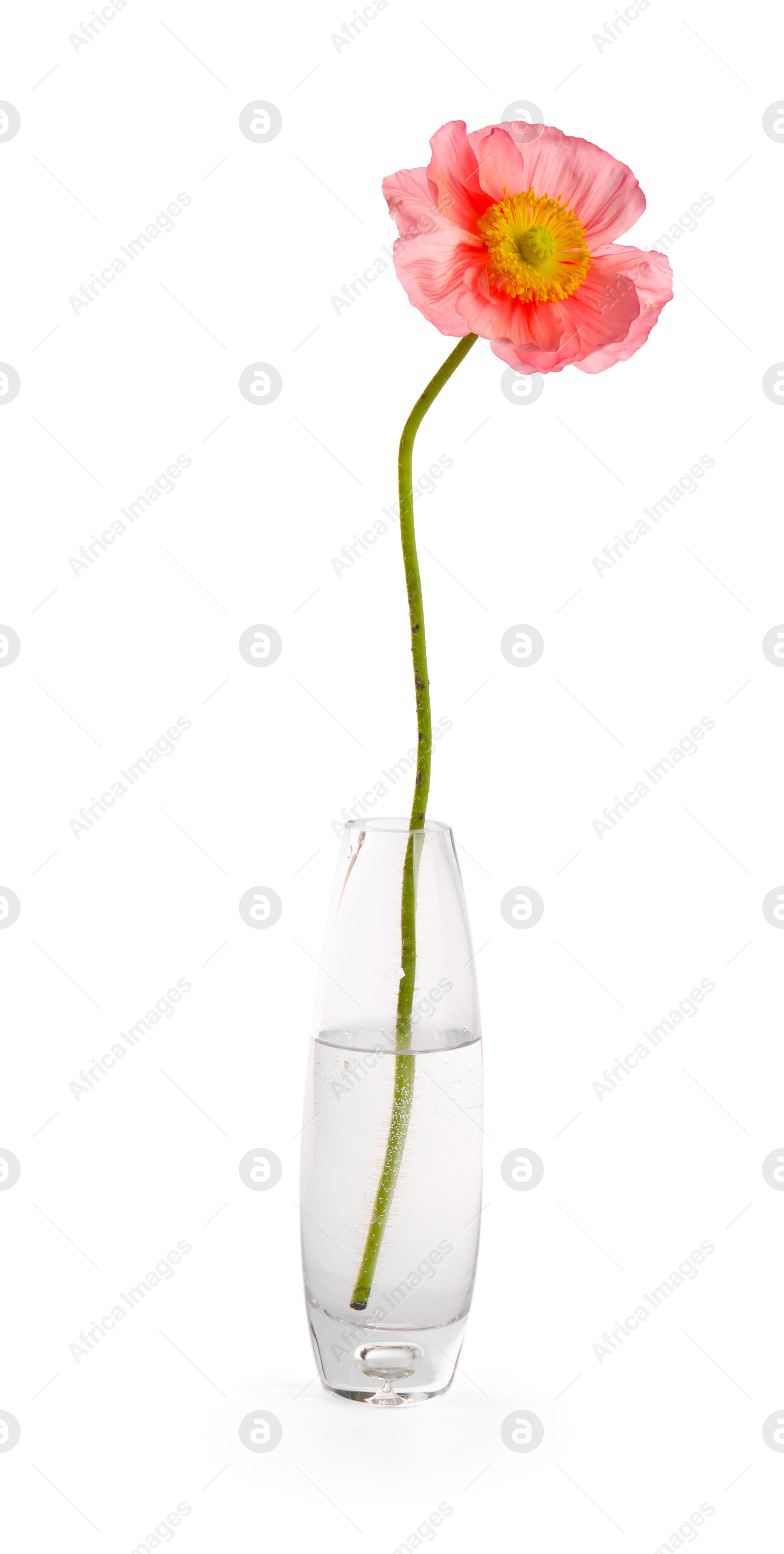 Photo of One beautiful poppy flower in vase isolated on white