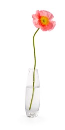 Photo of One beautiful poppy flower in vase isolated on white