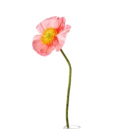 Photo of One beautiful poppy flower isolated on white