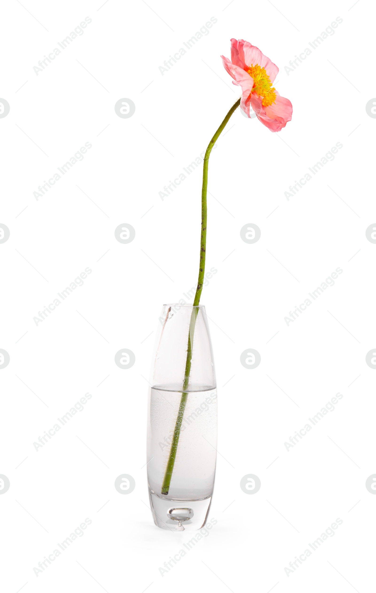 Photo of One beautiful poppy flower in vase isolated on white