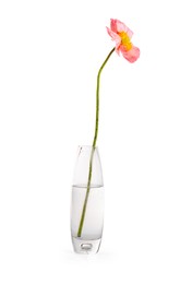 Photo of One beautiful poppy flower in vase isolated on white