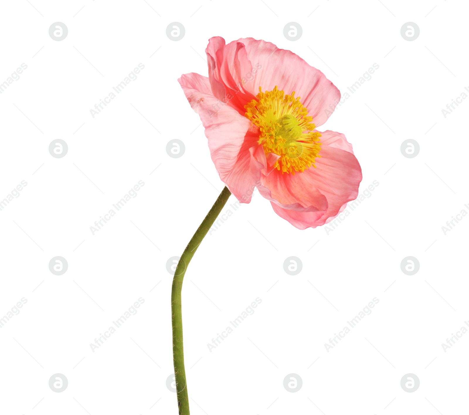 Photo of One beautiful poppy flower isolated on white