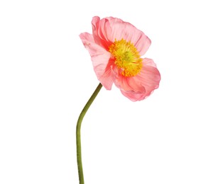 Photo of One beautiful poppy flower isolated on white
