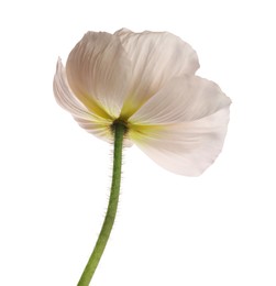 Photo of One beautiful poppy flower isolated on white