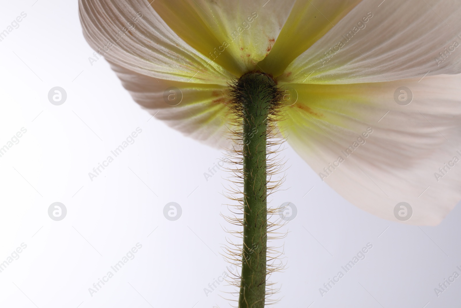 Photo of One beautiful poppy flower on white background, closeup
