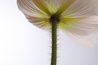 Photo of One beautiful poppy flower on white background, closeup