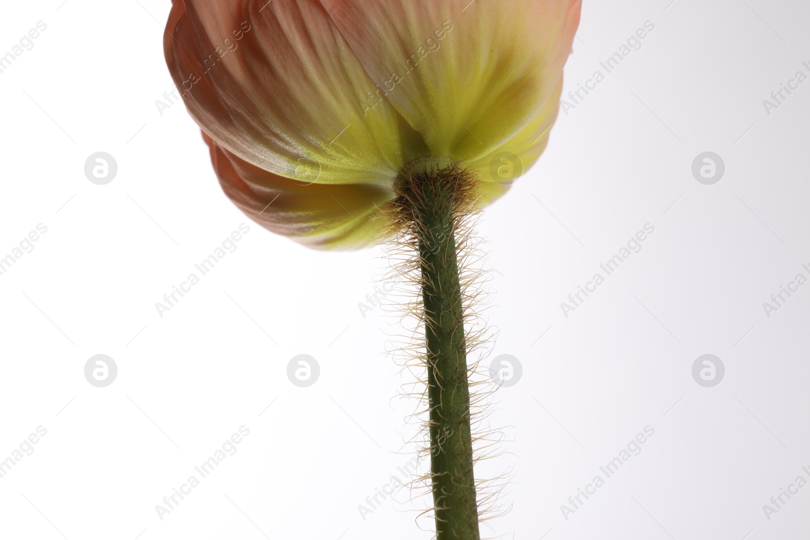 Photo of One beautiful poppy flower on white background, closeup