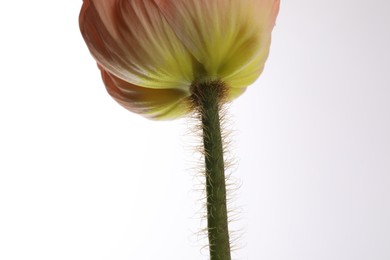 Photo of One beautiful poppy flower on white background, closeup
