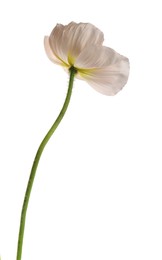 Photo of One beautiful poppy flower isolated on white