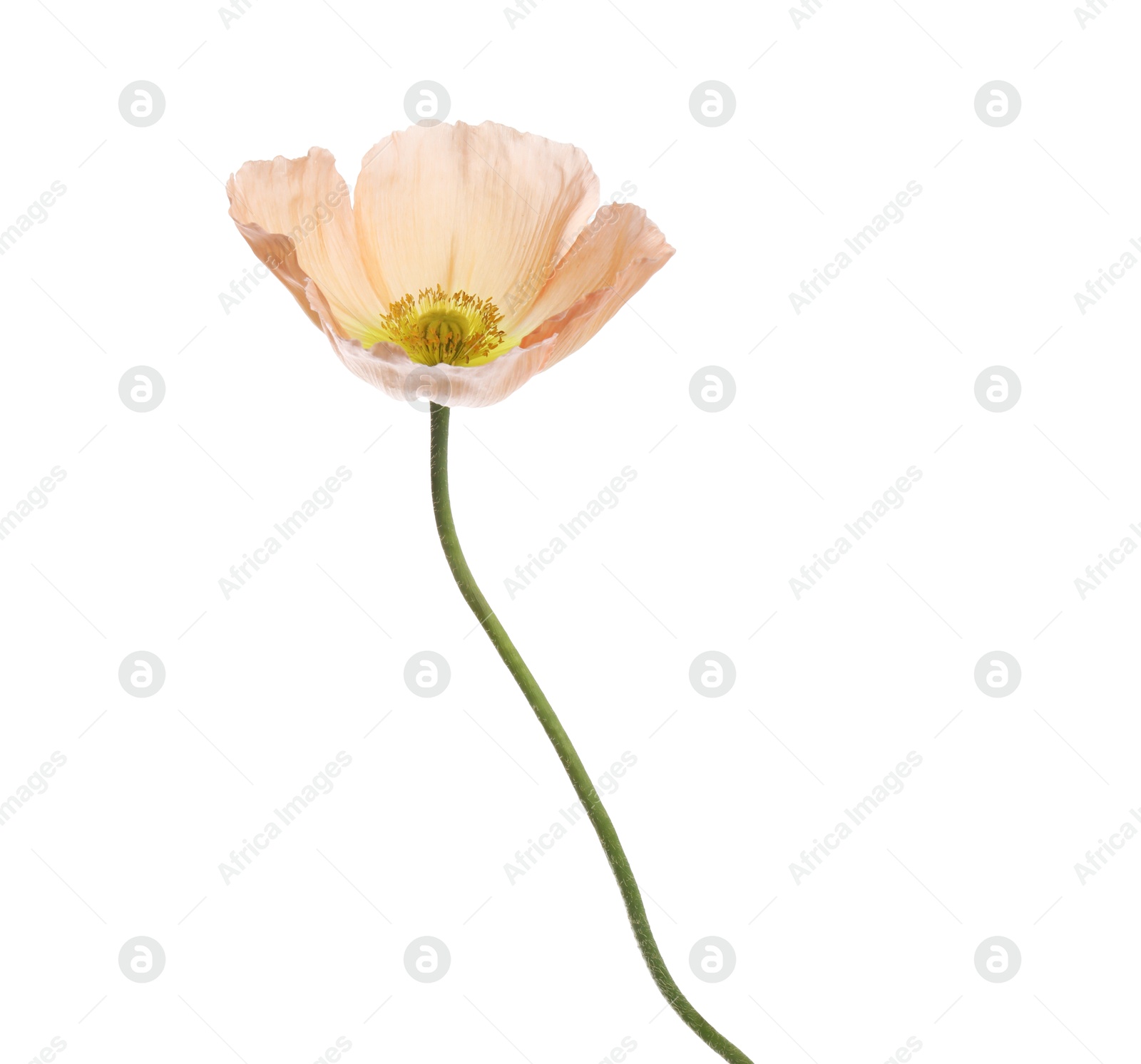 Photo of One beautiful poppy flower isolated on white